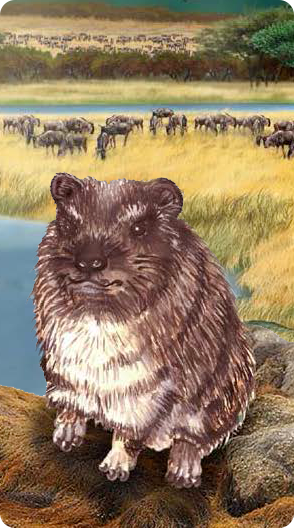 Hyrax