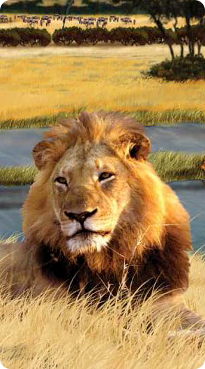 Lion