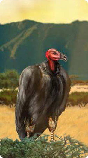 Vulture