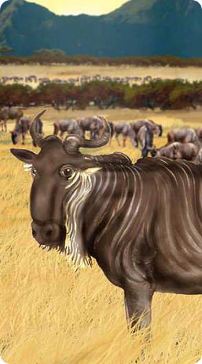 Wildebeest