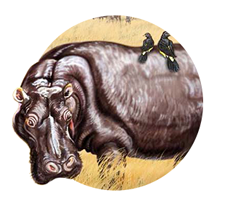 Hippo