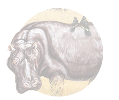 hippo
