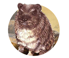 Hyrax