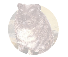 Hyrax