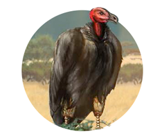 Vulture