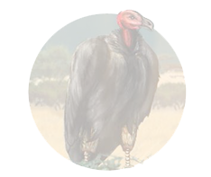 Vulture