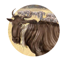 Wildebeest