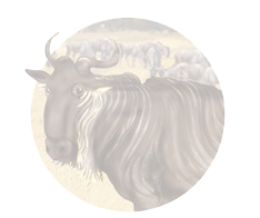Wildebeest