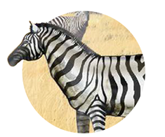 Zebra