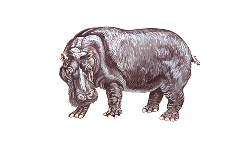 hippo