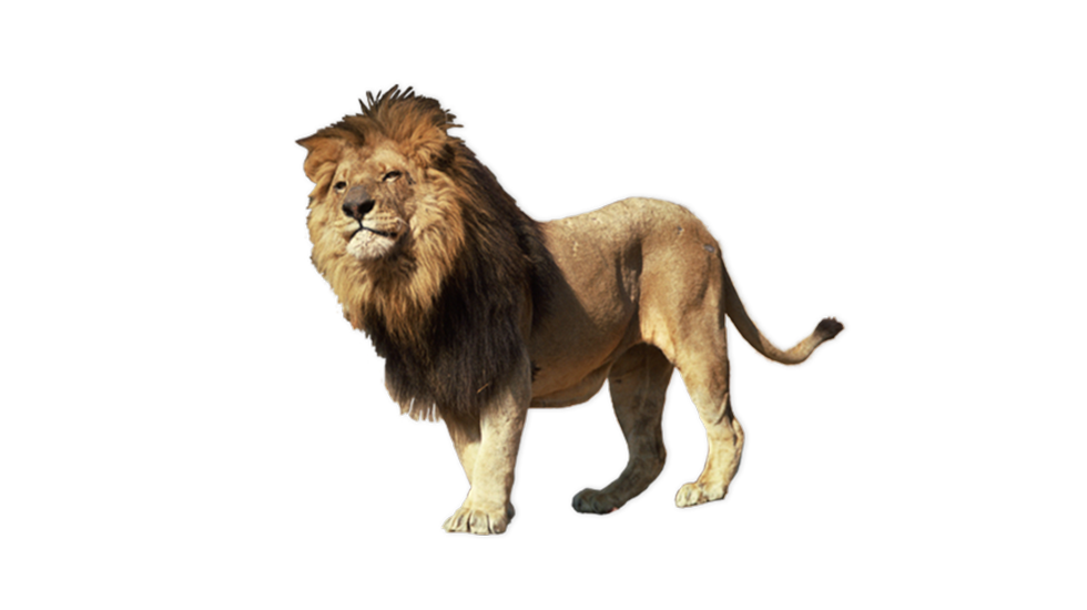 lion