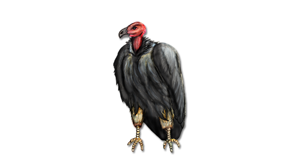 Vulture