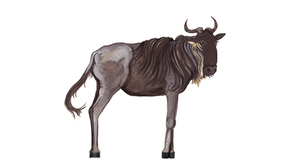 Wildebeest