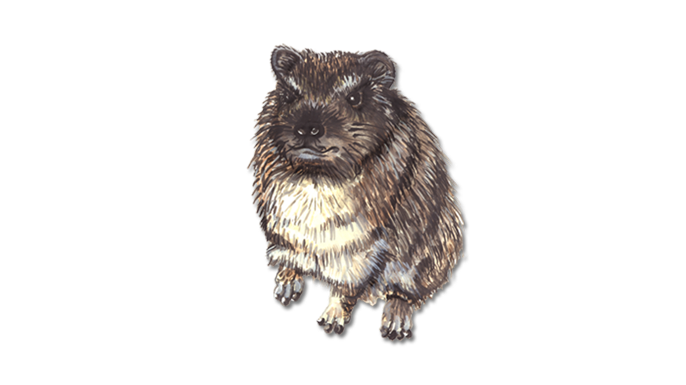 Hyrax