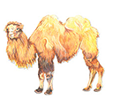 camel