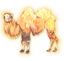 camel