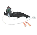 duck