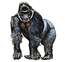 gorilla