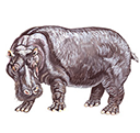 hippo