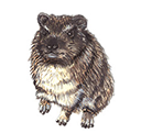 hyrax