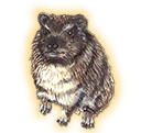 hyrax