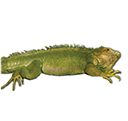 iguana