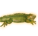 iguana