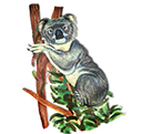 koala