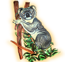 koala