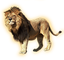 lion
