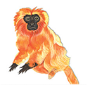 monkey