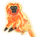 monkey