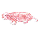 naked mole rat