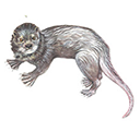 otter