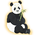 panda