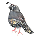 quail