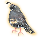 quail