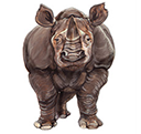 rhino