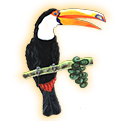 toucan