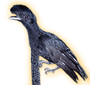 umbrella bird