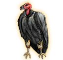 vulture