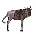 wildebeest