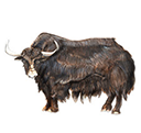 yak