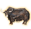 yak