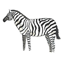 zebra