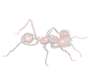 ant