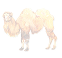 camel