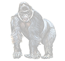 gorilla
