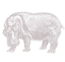 hippo