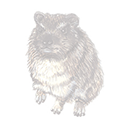 hyrax